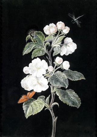 Appleblossom with a butterfly and a dragonfly