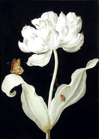 Tulip and butterfly