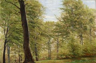 Spring in Marselisborg Forest