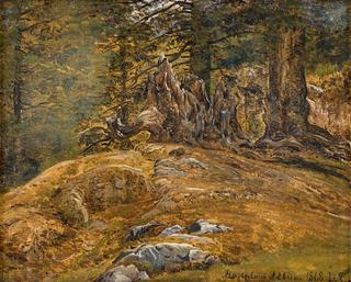 Forest at Rosenlaui in the Grindelwald in Switzerland