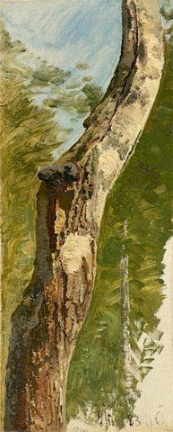 Tree Trunk