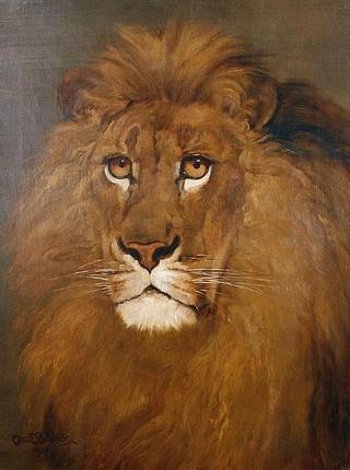 Study of a Lion