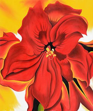 Red Amaryllis