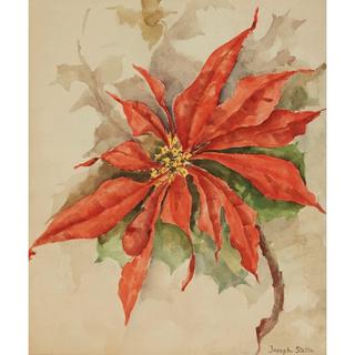 Poinsettia
