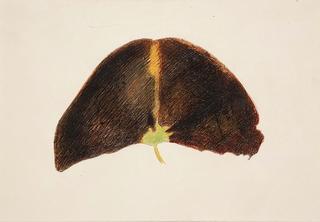 Plant Form