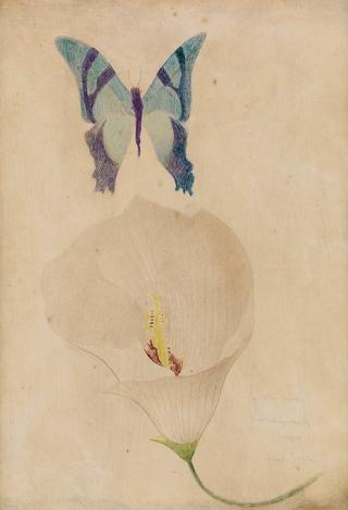 Study of a Blue Butterfly and White Calla Lily