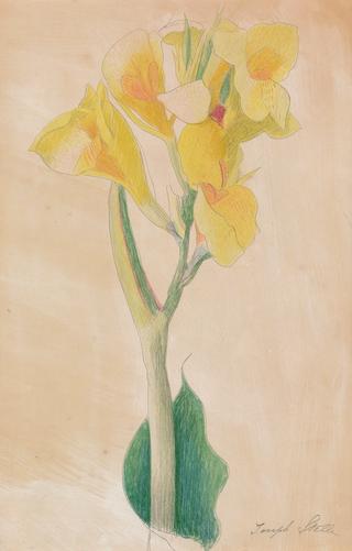 Yellow Alstroemeria