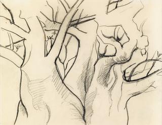 Study of Tree Trunks