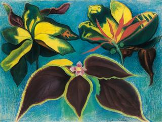 Tropical Flowers