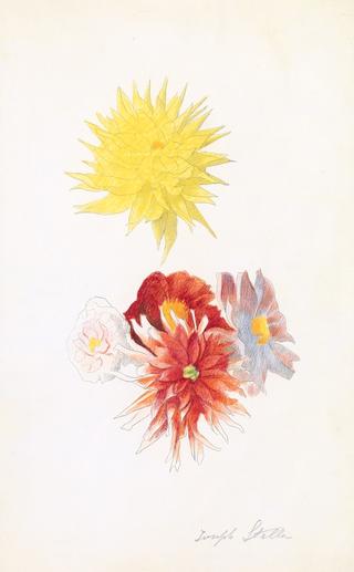 Red and Yellow Dahlias
