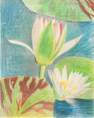 Waterlily
