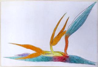 Bird of Paradise