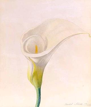 Calla Lily