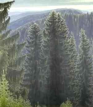 Forest covered in dew