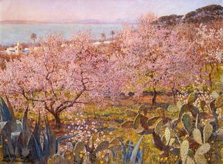 Almond Trees