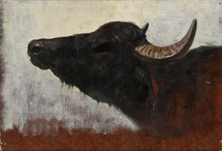 Study of a Buffalo Head