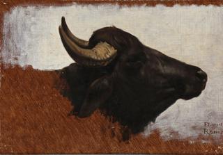Study of a Buffalo Head
