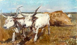 Buffaloes