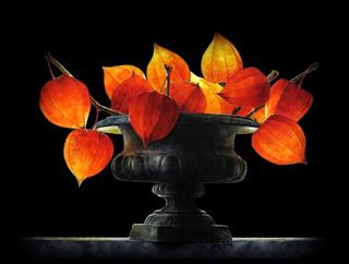 Still Life