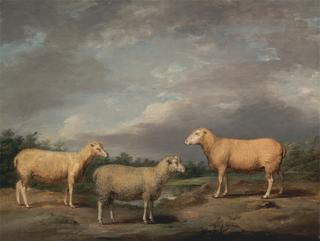 瑞兰羊，国王的公羊，国王的母羊和萨默维尔勋爵的母羊