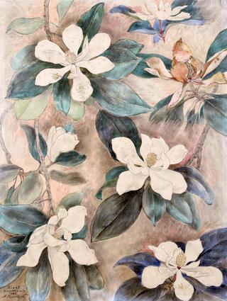 Branches of Flowering Magnolia