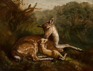 Deer and Fawn