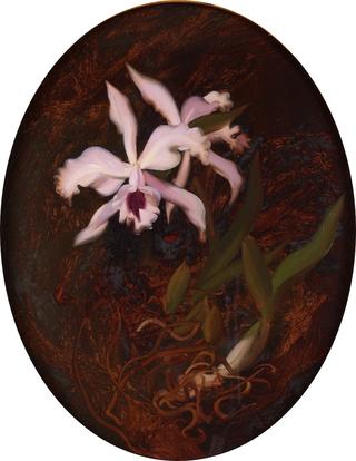Still Life of Lilac Orchids