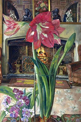 Amaryllis