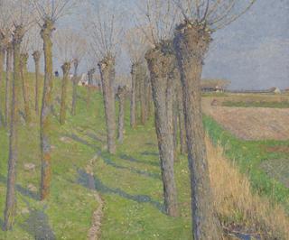 Pollard willows in Spring