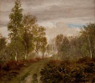 Birch Trees on Læsø after Rain