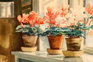 Cyclamen on a sill