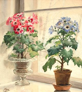 Flowers in a window sill