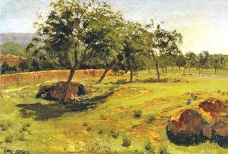 Walnut Trees in Sora