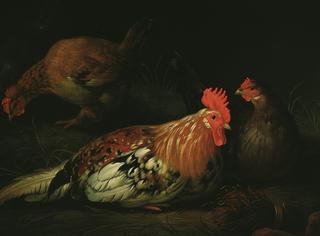 A Rooster with Three Hens