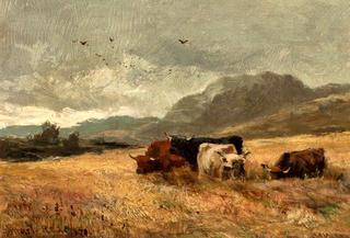Highland Cattle in Cornfield