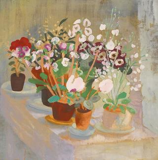 Cineraria and cyclamen