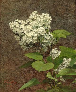 White Lilacs