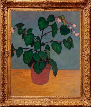 Begonias