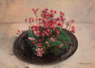 Saxifrages