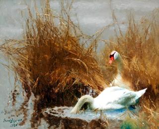 Swans at the shore