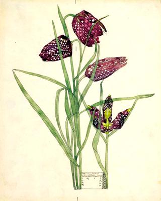 Fritillaria