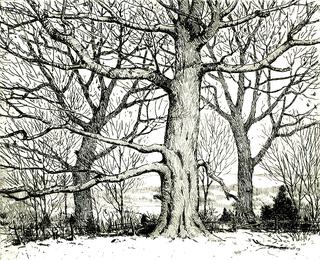 Winter Trees