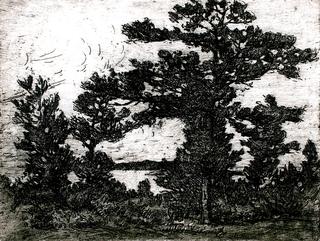 Bermuda Cedars