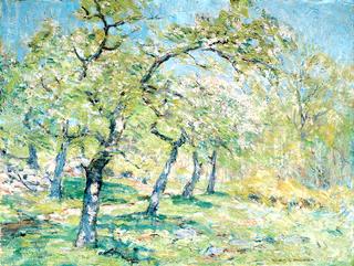 Apple Blossoms