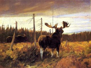 Bull Moose and Cow