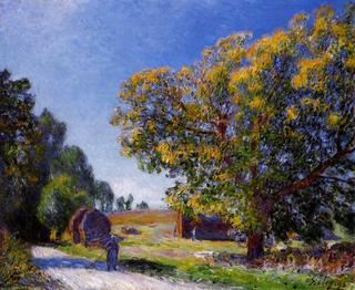 Fields around the Forest