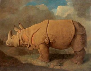 Rhinoceros