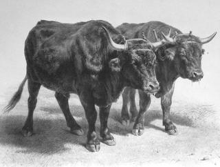 Boeufs du Cantal