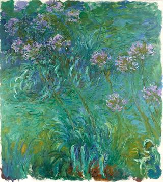 Agapanthus