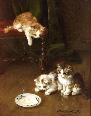 the milk saucer